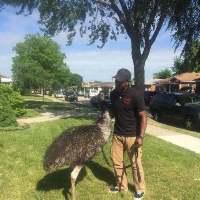 Emu - Bird