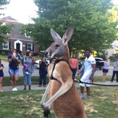 Kangaroo