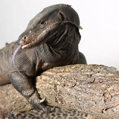 Black Dragon Lizard