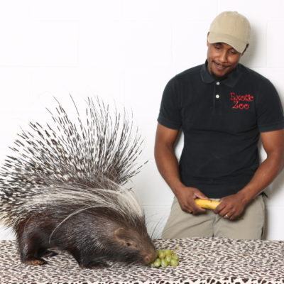 African Crested Porcupine